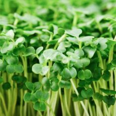 Broccoli Microgreens