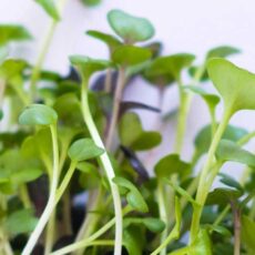 Radish Microgreens