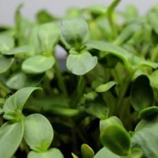 Sunflower Microgreens