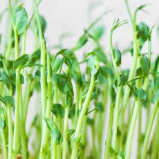 Pea Microgreens