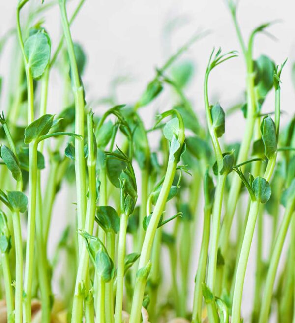Pea Microgreens